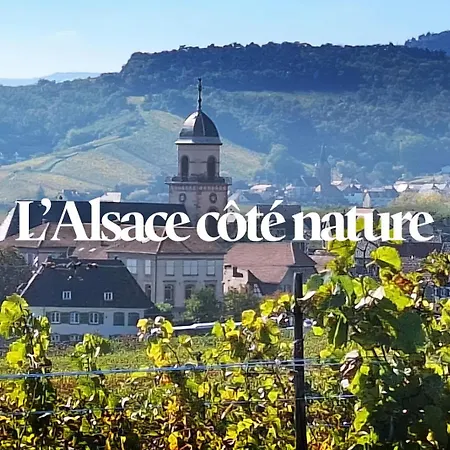 Le Hahnenberg - La Maison Des Vignerons *